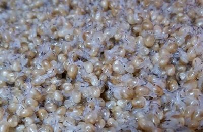 La fermette aux escargots